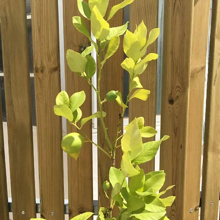 Lemon Tree Faro